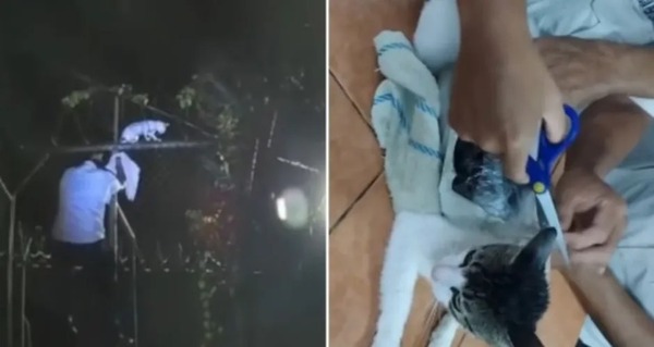 (Video) ¡Narcomichi! Usaron un gato como mula para ingresar droga a un penal de Costa Rica