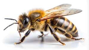 Día Mundial de la Abeja: cómo protegerlas desde casa, según la ciencia - Ciencia - ABC Color