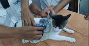 Un gato con drogas atadas a su cuerpo es rescatado de una cárcel en Costa Rica - 1000 Noticias