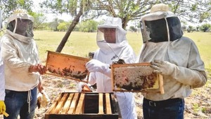 Paraguay apunta a triplicar producción de miel de abeja - 1000 Noticias