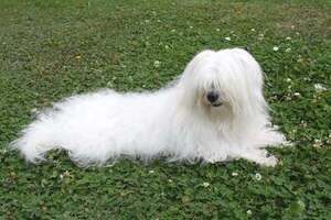 Coton de Tuléar: el perro de Madagascar que parece una nube juguetona - Mascotas - ABC Color