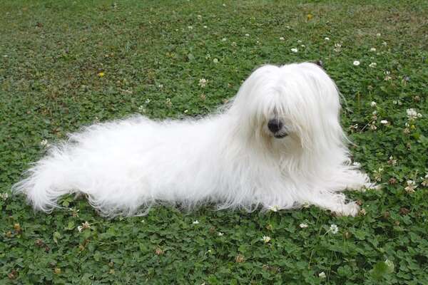 Coton de Tuléar: el perro de Madagascar que parece una nube juguetona - Mascotas - ABC Color