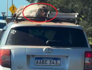 Video: capturan traslado de un cerdo vivo sobre el techo de un auto - Nacionales - ABC Color