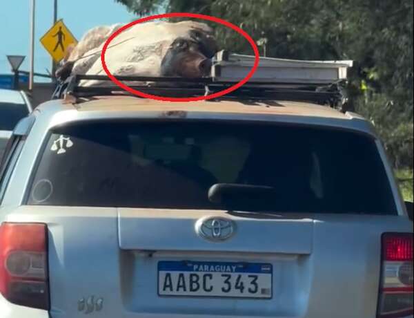 Video: capturan traslado de un cerdo vivo sobre el techo de un auto - Nacionales - ABC Color