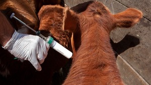 *Inicia segunda campaña de vacunación contra fiebre aftosa y brucelosis en Itapúa
