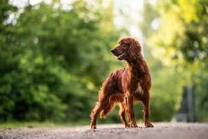 Perro Setter Irlandés: elegancia en movimiento y energía sin freno - Mascotas - ABC Color