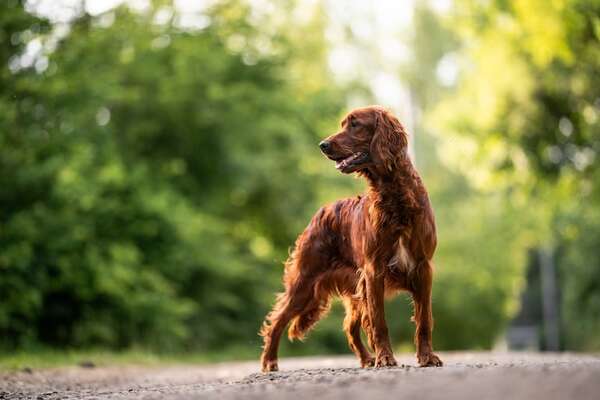Perro Setter Irlandés: elegancia en movimiento y energía sin freno - Mascotas - ABC Color
