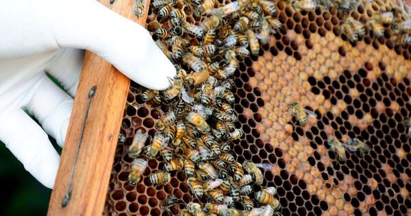 La Nación / Apicultura debe profesionalizarse para triplicar la producción anual, aseguran