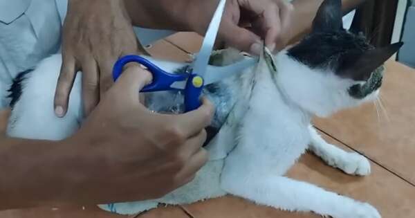 Diario HOY | Atrapan a un gato que era usado para ingresar droga a una cárcel de Costa Rica