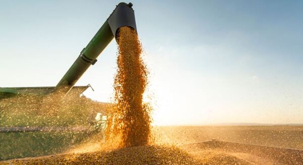 Precio futuro del maíz sube en la Bolsa de Chicago