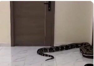 (Video) ¡Mirá cómo esta pareja se vengó de sus vecinos en un condominio!