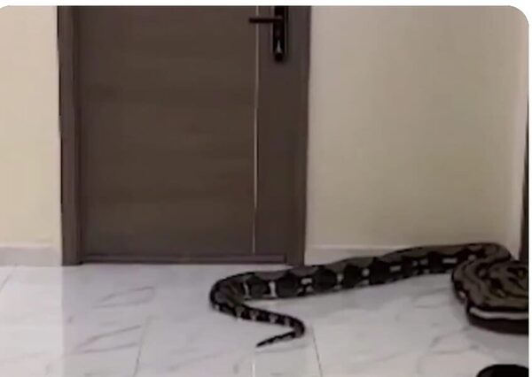 (Video) ¡Mirá cómo esta pareja se vengó de sus vecinos en un condominio!