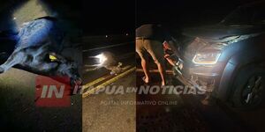 CAMIONETA IMPACTÓ CONTRA ANIMALES VACUNOS EN NARANJITO 