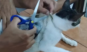 Insólito: usaban un gato para traficar droga en una cárcel de Costa Rica - OviedoPress