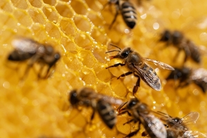 Apicultura debe profesionalizarse para triplicar la producción anual, aseguran