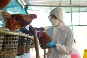 Al menos 21 países o bloques suspendieron las compras de pollo de Brasil por gripe aviar - Mundo - ABC Color