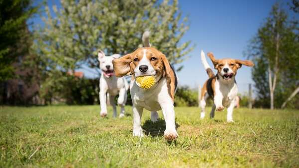 ¿Tu perro es un líder nato?: señales que lo delatan o cómo saber si es el que manda en el parque - Mascotas - ABC Color