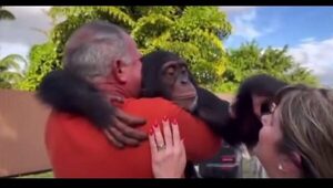 (Video) ¡Reencuentro que conmueve! Mono con depresión vuelve a ver a sus dueños y se viraliza