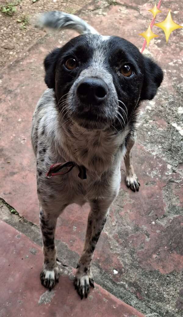 Perrita encontrada - Encontrá a tu mascota - ABC Color