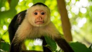 Panamá: monos secuestran crías de otras especies, por puro “aburrimiento” - Ciencia - ABC Color
