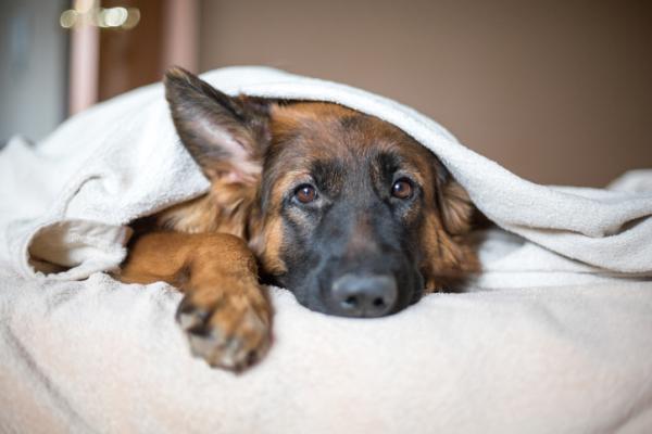Aumentan cuadros gripales en gatos y perros por el cambio de clima