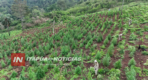 SENAD DESTRUYE PARCELA DE MARIHUANA EN ALTO VERÁ
