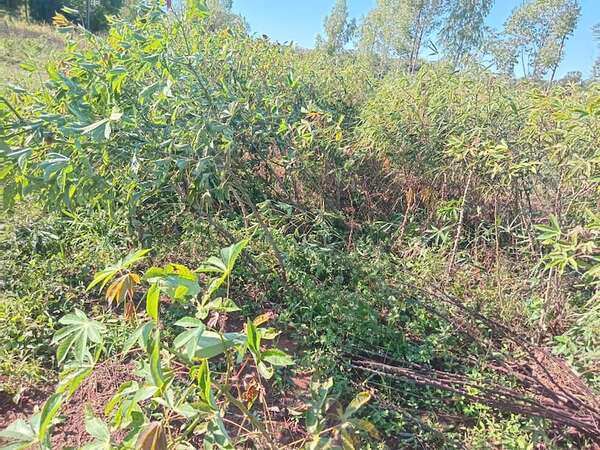 Cultivos de mandioca también fueron afectados por el temporal en San Ignacio - Nacionales - ABC Color