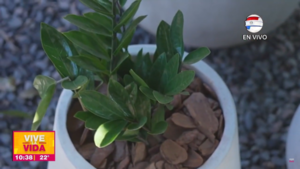 Características y cuidados de la "Planta de la Fortuna"