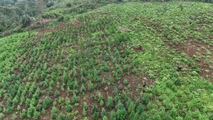SENAD destruye tres hectáreas de marihuana en operativo en Alto Verá