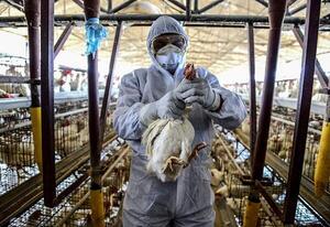 Pruebas descartan gripe aviar en único trabajdor con síntomas en Brasil - .::Agencia IP::.