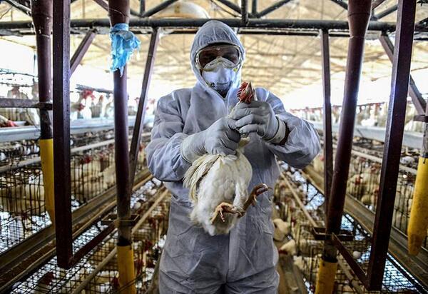 Pruebas descartan gripe aviar en único trabajdor con síntomas en Brasil - .::Agencia IP::.