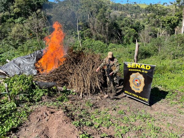 Erradican cinco hectáreas de marihuana destinadas a organizaciones criminales en Amambay - ADN Digital