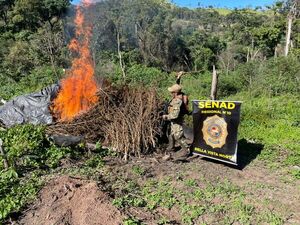 Erradican 5 hectáreas de marihuana destinadas a organizaciones criminales en Amambay - 1000 Noticias
