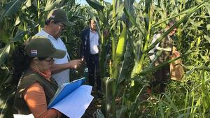 Canindeyu: Intervienen producción ilegal de semillas híbridas de maíz - PDS RADIO Y TV