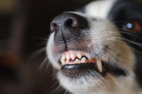 Mi perro gruñe cuando lo acaricio: ¿agresión o incomodidad? - Mascotas - ABC Color