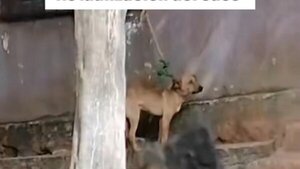 Defensa Animal intervino en caso de un perrito atado en San Antonio