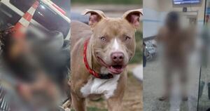 Diario HOY | Hombres son atacados por cuatro pitbulls: una víctima está entre la vida y la muerte