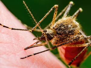 Una nueva vía para combatir la malaria podría revolucionar las mosquiteras - Ciencia - ABC Color