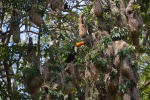 Día de la Biodiversidad: Itaipu resalta necesidad de proteger todas las especies - .::Agencia IP::.