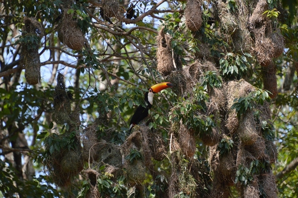 Día de la Biodiversidad: Itaipu resalta necesidad de proteger todas las especies - .::Agencia IP::.