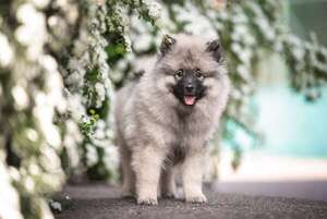 Keeshond: el perro guardián holandés que siempre parece sonreír - Mascotas - ABC Color