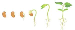 Germinación de las semillas: experimento con  porotos - Medio Natural y Salud Primer Ciclo - ABC Color