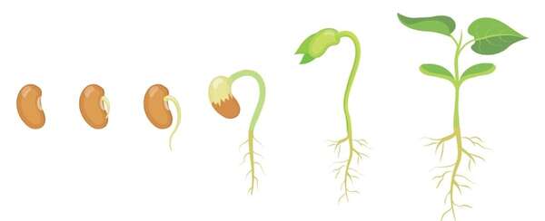 Germinación de las semillas: experimento con porotos - Medio Natural y Salud Primer Ciclo - ABC Color