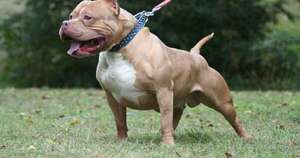 La Nación / Falleció uno de los dos hombres atacados por un perro pitbull