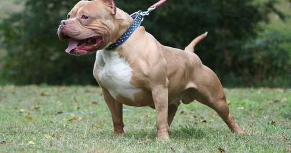 La Nación / Falleció uno de los dos hombres atacados por un perro pitbull