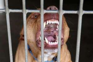 Muere uno de los dos hombres atacados por un pitbull en Mariano Roque Alonso - Nacionales - ABC Color