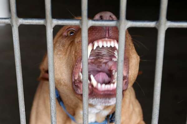 Muere uno de los dos hombres atacados por un pitbull en Mariano Roque Alonso - Nacionales - ABC Color