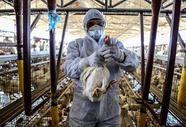 Pruebas descartan gripe aviar en único trabajador con síntomas en Brasil - La Clave