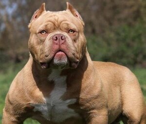 Confirman la muerte del hombre atacado por cuatro perros pitbull - trece