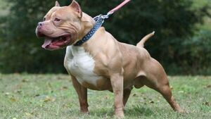 Perros pitbull matan a un hombre y hieren a otro en Mariano Roque Alonso